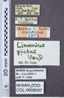 Etiketten zu Gambrinus pictus (NHMW-ZOO-COL-0008587)